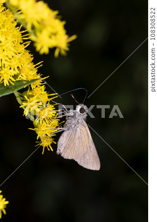 Chabane Seseli Chabane Seseli 108308522