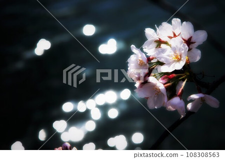 Cherry blossoms blooming bewitchingly 108308563