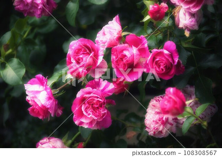 Rose of enchantment 108308567