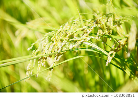 Ears of rice still green, photographed with an old lens Ears of rice still green, photographed with an old lens 108308851