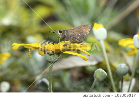 Chabane Seseli 108309017