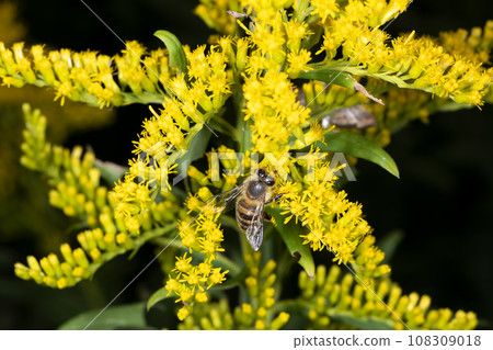 Japanese bee Japanese bee 108309018