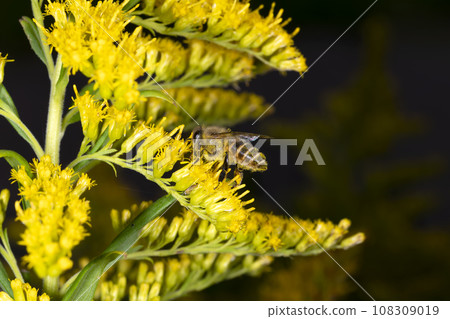 Japanese bee 108309019