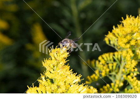 Japanese bee Japanese bee 108309020