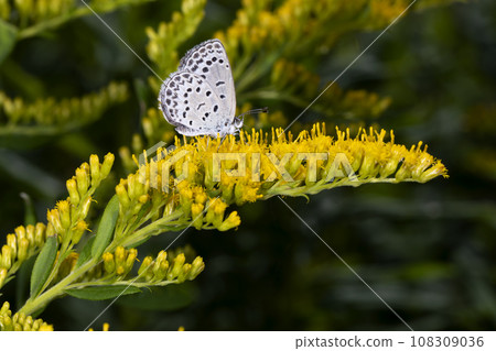 Yamato Shizimi Yamato Shizimi 108309036