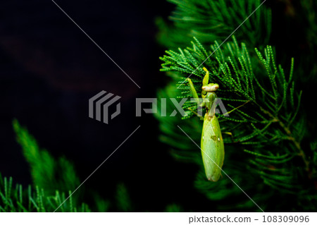 Injured autumn praying mantis perching on a leaf of a kaizugu tree Injured autumn praying mantis perching on a leaf of a kaizugu tree 108309096