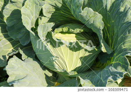 戶外種植的捲心菜 戶外種植的捲心菜 108309471