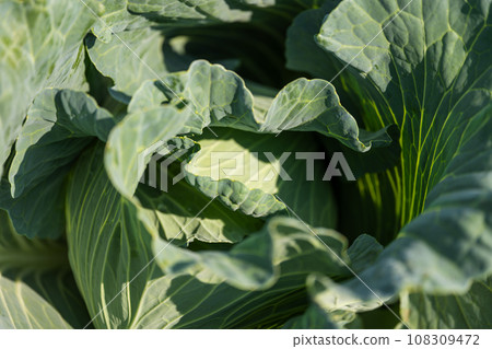 戶外種植的捲心菜 戶外種植的捲心菜 108309472