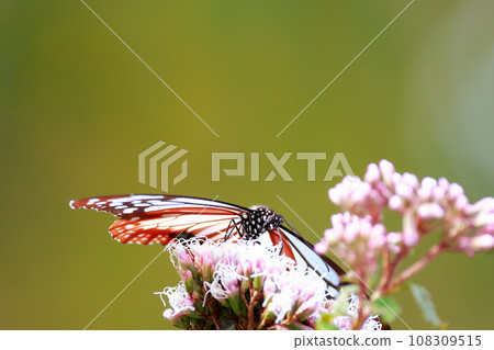 Asagi madara 108309515