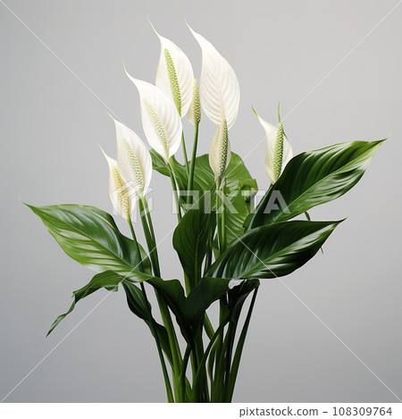 Image of peace lily flower on white background. Flowers., Nature. Image of peace lily flower on white background. Flowers., Nature. 108309764
