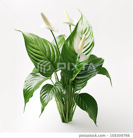 Image of peace lily flower on white background. Flowers., Nature. Image of peace lily flower on white background. Flowers., Nature. 108309766