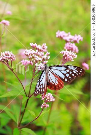 Asagi madara 108309969