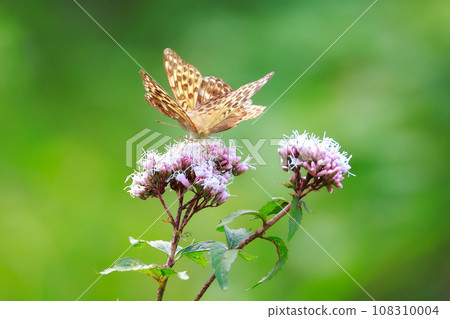 Asagi madara 108310004