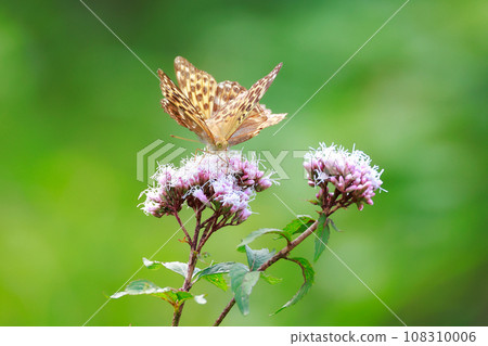 Asagi madara 108310006