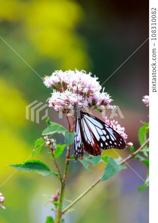 Asagi madara Asagi madara 108310082