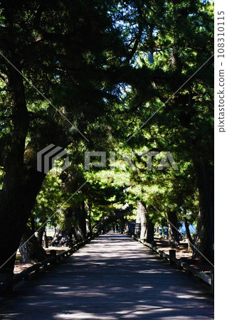 Miho no Matsubara walking path surrounded by fresh greenery 108310115