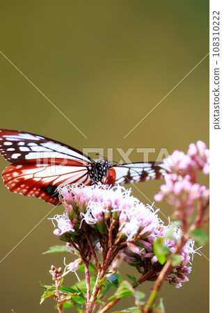 Asagi madara 108310222