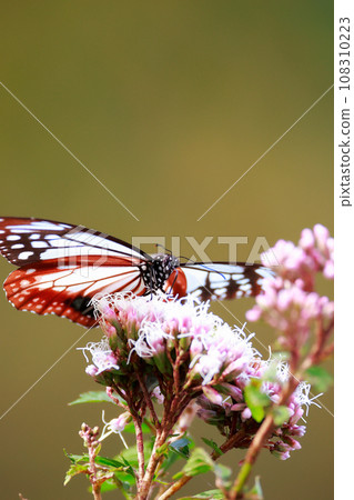 Asagi madara 108310223