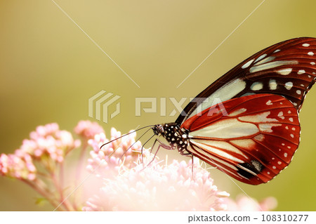 Asagi madara 108310277