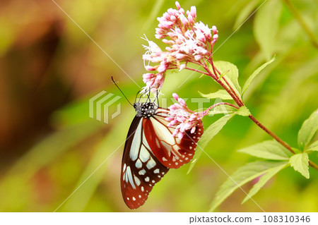 Asagi madara Asagi madara 108310346