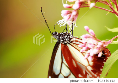 Asagi madara Asagi madara 108310358