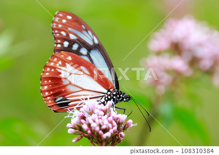 Asagi madara 108310384