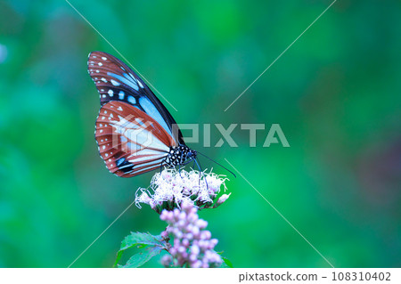 Asagi madara 108310402