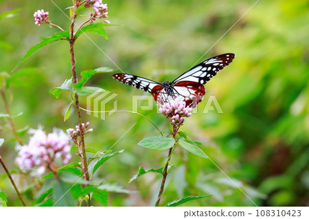 Asagi madara 108310423