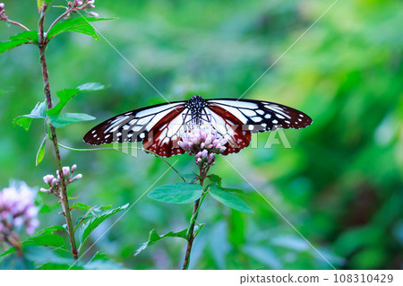 Asagi madara 108310429