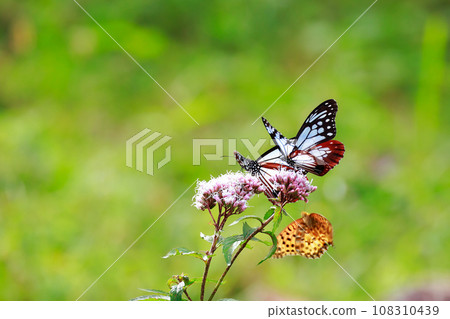 Asagi madara 108310439