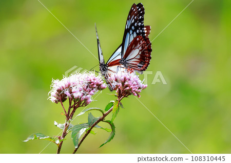 Asagi madara 108310445