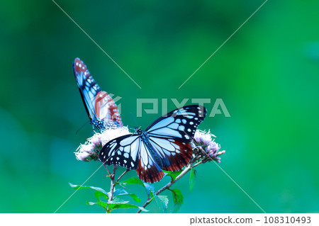 Flying Asagi Madara 108310493