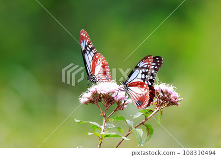 飛翔的阿佐木斑 飛翔的阿佐木斑 108310494