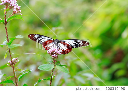 Flying Asagi Madara 108310498