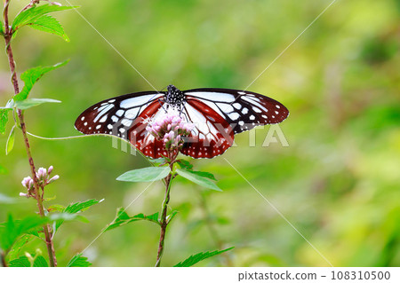 飛翔的阿佐木斑 飛翔的阿佐木斑 108310500