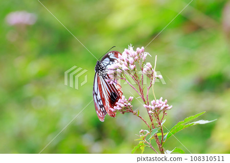 Flying Asagi Madara 108310511