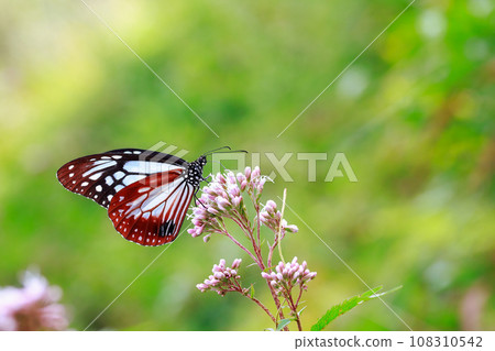 Flying Asagi Madara 108310542
