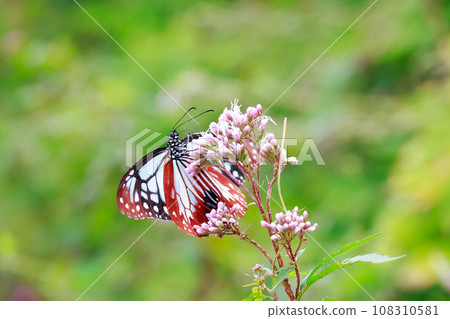 Flying Asagi Madara 108310581