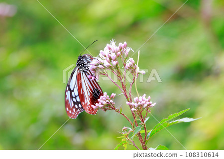 飛翔的阿佐木斑 108310614