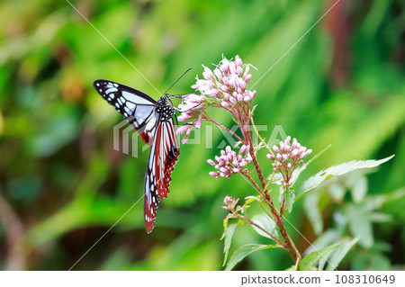 Flying Asagi Madara 108310649