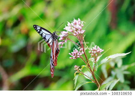 Flying Asagi Madara 108310650