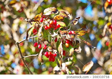 紅茱萸果(秋季、十月) 紅茱萸果(秋季、十月) 108310738
