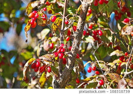 紅茱萸果(秋季、十月) 紅茱萸果(秋季、十月) 108310739