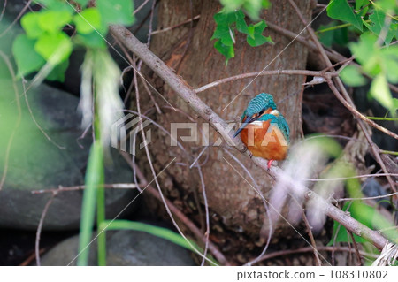 搜索鳥翠鳥 搜索鳥翠鳥 108310802