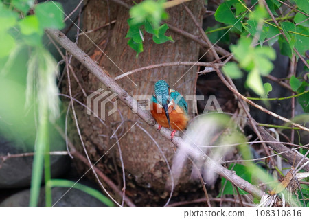 Search for bird kingfisher Search for bird kingfisher 108310816