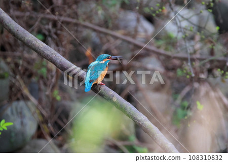 搜索鳥翠鳥 108310832