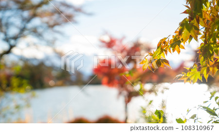 楓葉紅色 108310967