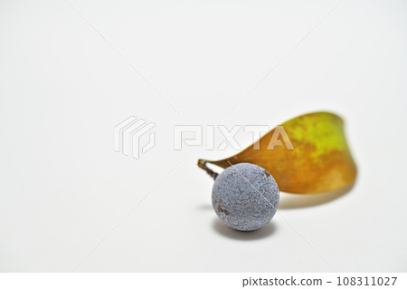 Nagi fruit wrapped in white powder (white background (autumn, October) 108311027