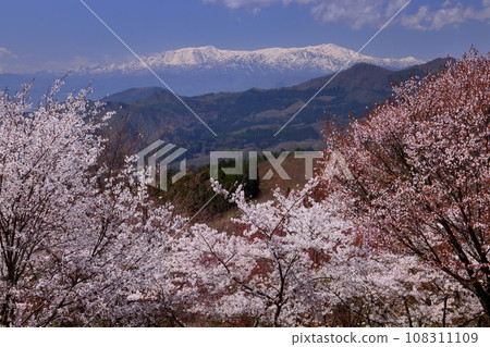 福島縣山郡北鹽原村押尾 盛開的櫻花和覆蓋整個浦盤台山口的白雪皚皚的飯豐山脈 108311109