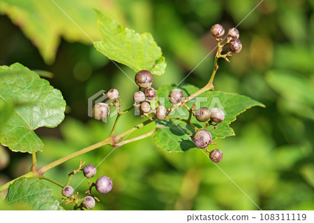 Wild grape fruits starting to change color (autumn, October) 108311119